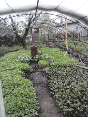 CAM00618-picsay.jpg
