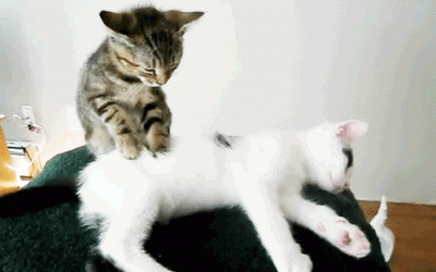kotiki-massag.gif