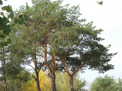 DSCF5511.JPG