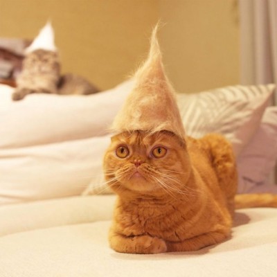 Cute-cats-in-hats-made-from-their-own-wool-03-768x768.jpg