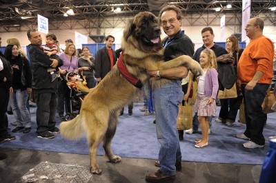 leonberger-esibizione.jpg