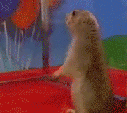 63836.gif