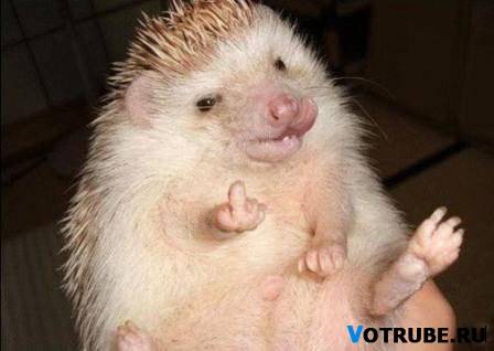 1309983906_-(www.votrube.ru)10.jpg