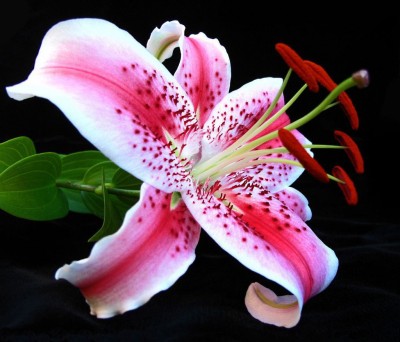 lilija70[1].jpg