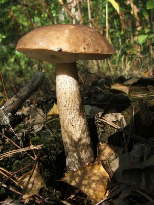 DSCF1977.JPG