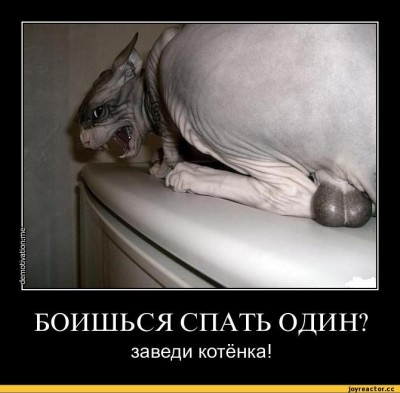 песочница-котэ-добра-всем-433073.jpeg