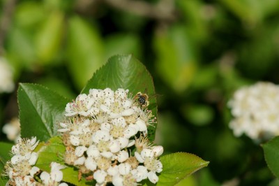 DSC08438.JPG