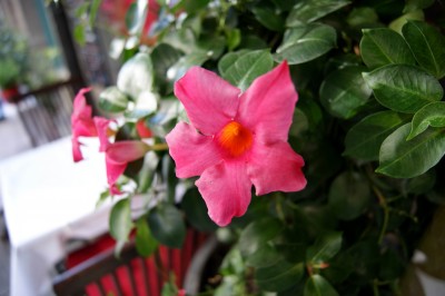 DSC00512.JPG