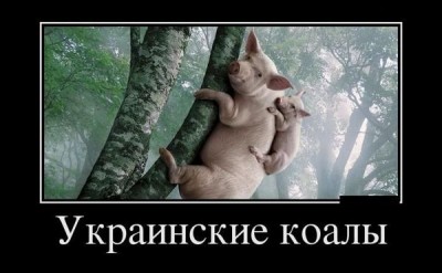 украинские коалы.jpg