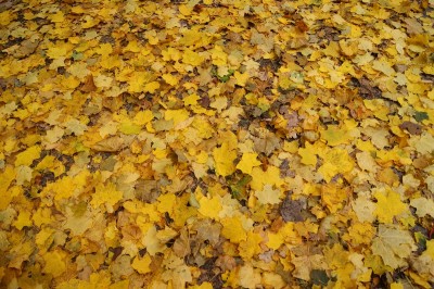DSC09479_2.JPG