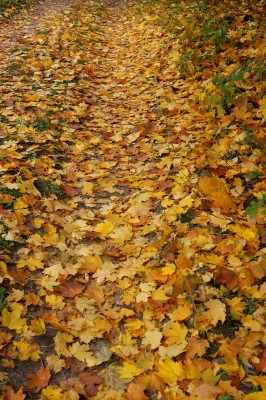 DSC09587_2.JPG